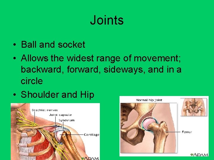 Joints • Ball and socket • Allows the widest range of movement; backward, forward,