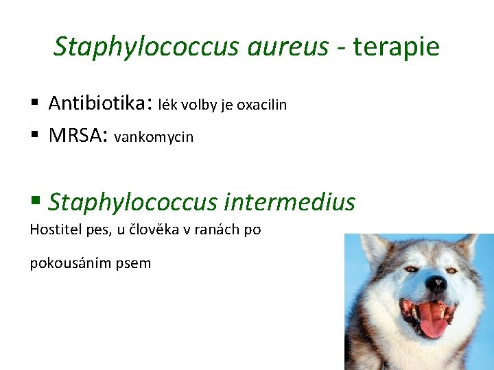 Staphylococcus aureus - terapie § Antibiotika: lék volby je oxacilin § MRSA: vankomycin §
