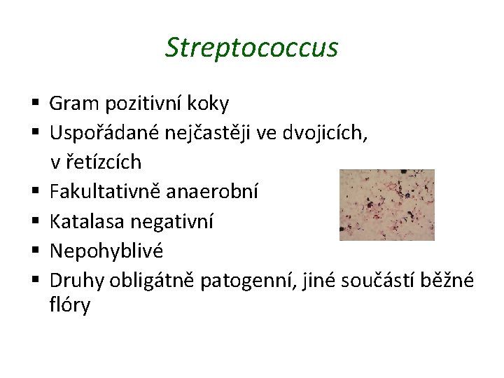 Streptococcus § Gram pozitivní koky § Uspořádané nejčastěji ve dvojicích, v řetízcích § Fakultativně
