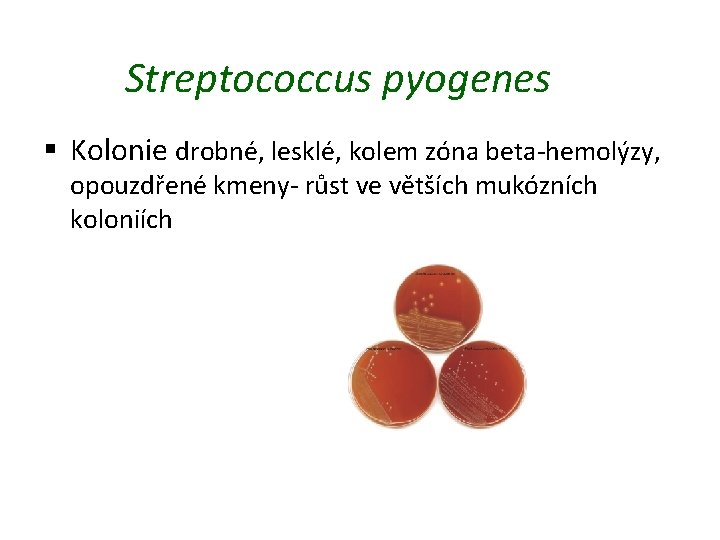 Streptococcus pyogenes § Kolonie drobné, lesklé, kolem zóna beta-hemolýzy, opouzdřené kmeny- růst ve větších