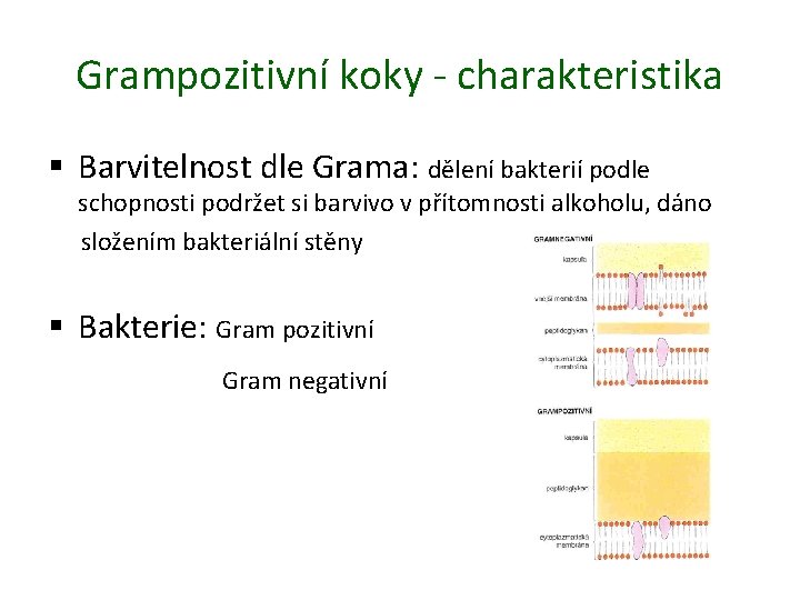 Grampozitivní koky - charakteristika § Barvitelnost dle Grama: dělení bakterií podle schopnosti podržet si