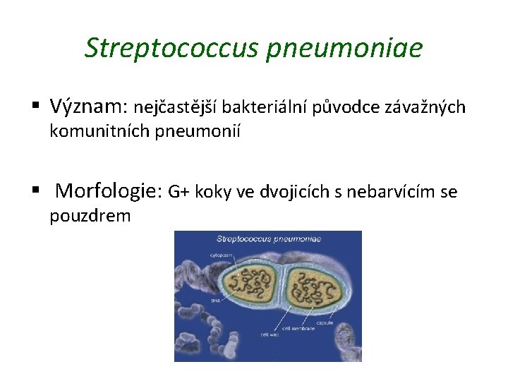 Streptococcus pneumoniae § Význam: nejčastější bakteriální původce závažných komunitních pneumonií § Morfologie: G+ koky