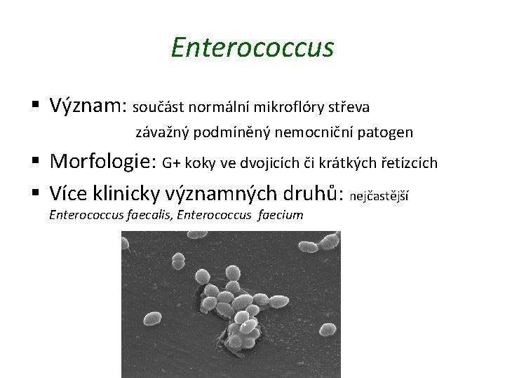 Enterococcus § Význam: součást normální mikroflóry střeva závažný podmíněný nemocniční patogen § Morfologie: G+
