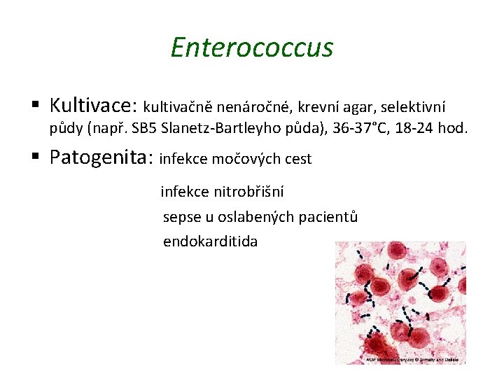 Enterococcus § Kultivace: kultivačně nenáročné, krevní agar, selektivní půdy (např. SB 5 Slanetz-Bartleyho půda),