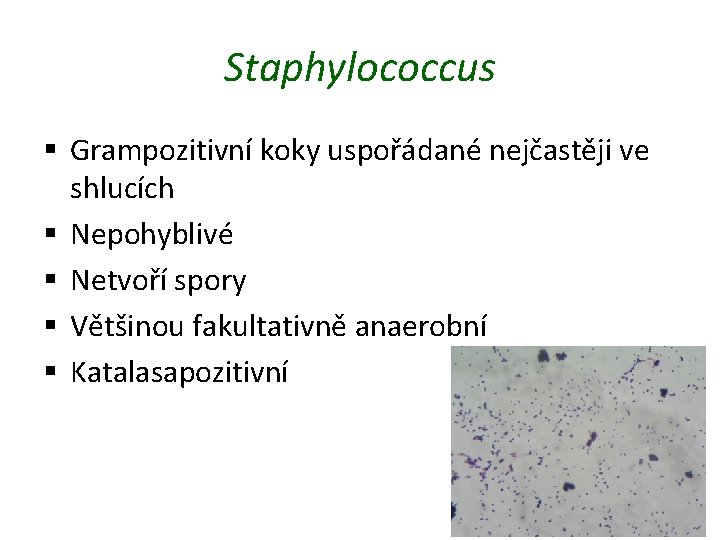 Staphylococcus § Grampozitivní koky uspořádané nejčastěji ve shlucích § Nepohyblivé § Netvoří spory §