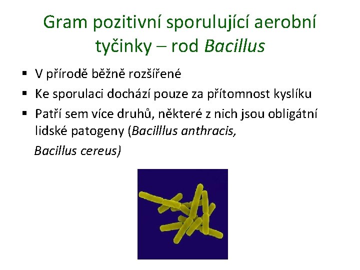 Gram pozitivní sporulující aerobní tyčinky – rod Bacillus § V přírodě běžně rozšířené §