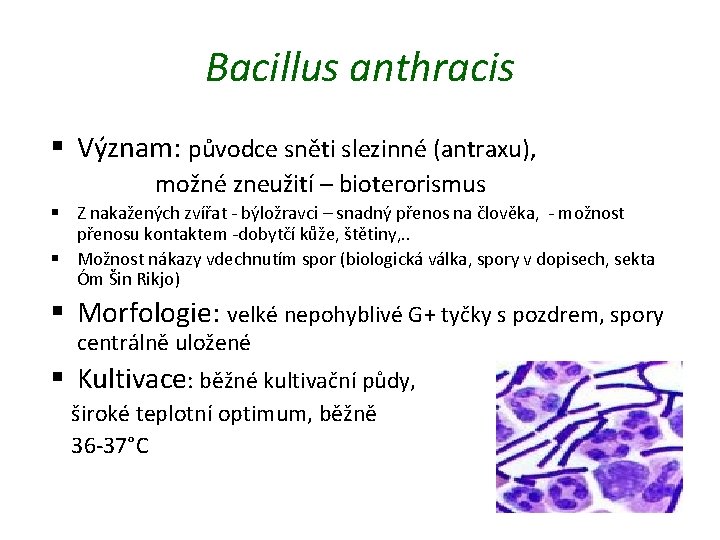 Bacillus anthracis § Význam: původce sněti slezinné (antraxu), možné zneužití – bioterorismus § Z