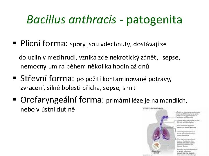 Bacillus anthracis - patogenita § Plicní forma: spory jsou vdechnuty, dostávají se do uzlin