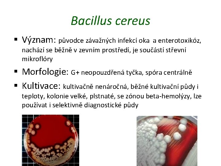 Bacillus cereus § Význam: původce závažných infekcí oka a enterotoxikóz, nachází se běžně v