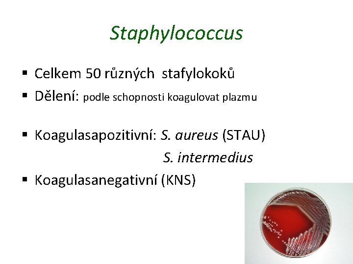 Staphylococcus § Celkem 50 různých stafylokoků § Dělení: podle schopnosti koagulovat plazmu § Koagulasapozitivní: