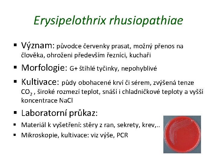 Erysipelothrix rhusiopathiae § Význam: původce červenky prasat, možný přenos na člověka, ohroženi především řezníci,