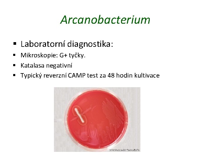 Arcanobacterium § Laboratorní diagnostika: § Mikroskopie: G+ tyčky. § Katalasa negativní § Typický reverzní