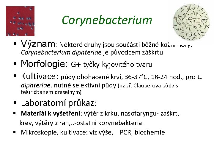 Corynebacterium § Význam: Některé druhy jsou součástí běžné kožní flóry, Corynebacterium diphteriae je původcem