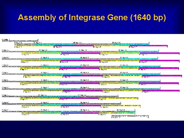 Assembly of Integrase Gene (1640 bp) 