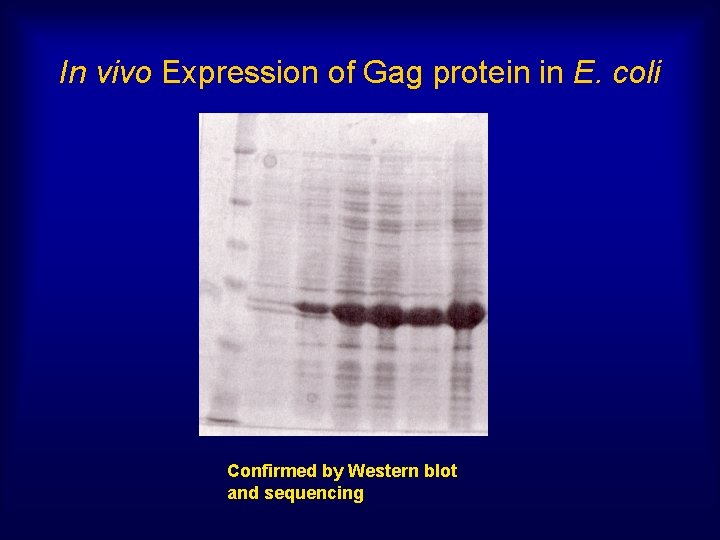 In vivo Expression of Gag protein in E. coli Confirmed by Western blot and