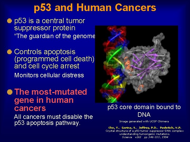 p 53 and Human Cancers p 53 is a central tumor suppressor protein “The