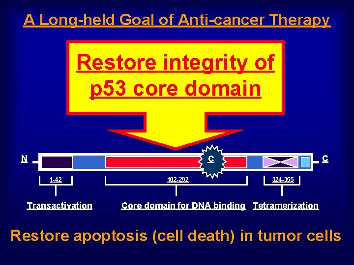 A Long-held Goal of Anti-cancer Therapy Restore integrity of p 53 core domain N
