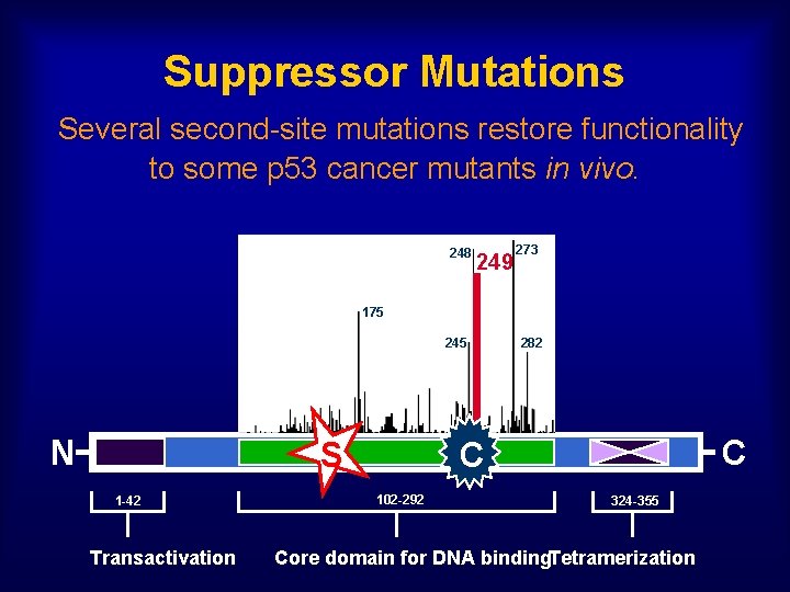 Suppressor Mutations Several second-site mutations restore functionality to some p 53 cancer mutants in
