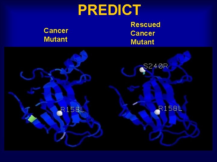 PREDICT Cancer Mutant Rescued Cancer Mutant 