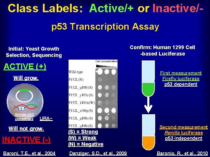 Class Labels: Active/+ or Inactive/p 53 Transcription Assay Confirm: Human 1299 Cell -based Luciferase