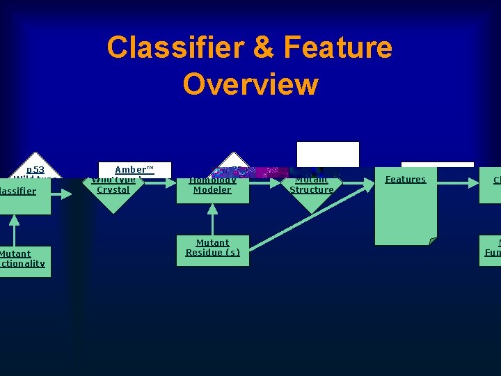Classifier & Feature Overview p 53 Wild type Crystal Amber™ Homology Modeler Mutant Residue