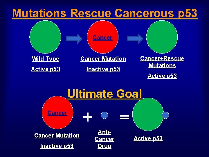 Mutations Rescue Cancerous p 53 Cancer Wild Type Cancer Mutation Active p 53 Inactive