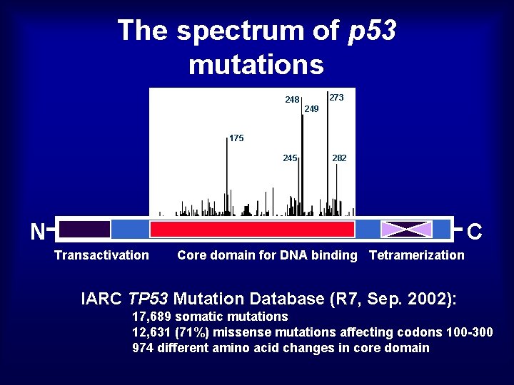 The spectrum of p 53 mutations 248 273 249 175 245 282 N C