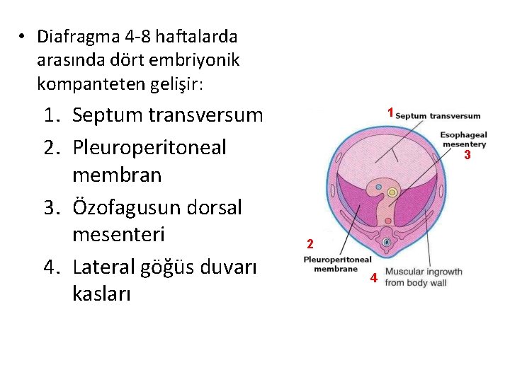  • Diafragma 4 -8 haftalarda arasında dört embriyonik kompanteten gelişir: 1. Septum transversum