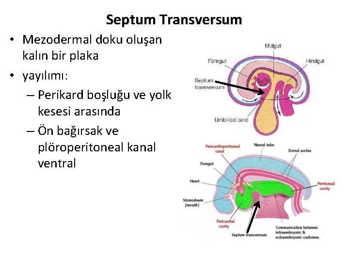 Septum Transversum • Mezodermal doku oluşan kalın bir plaka • yayılımı: – Perikard boşluğu