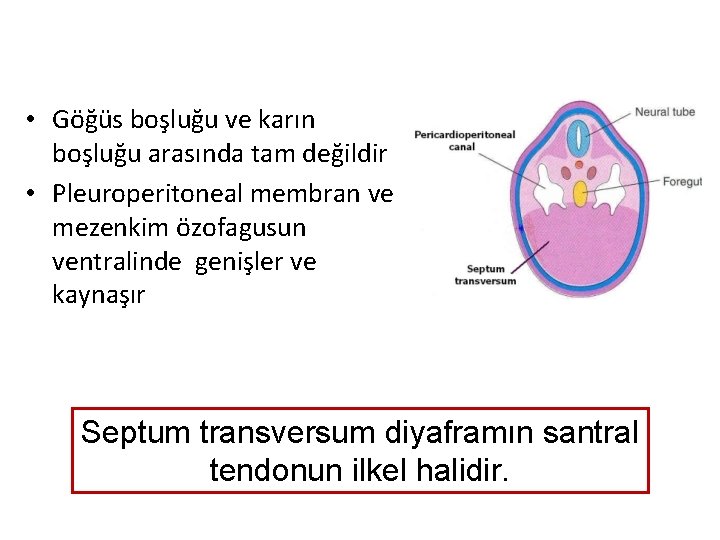  • Göğüs boşluğu ve karın boşluğu arasında tam değildir • Pleuroperitoneal membran ve