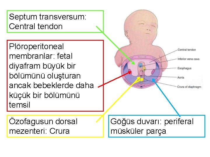 Septum transversum: Central tendon Plöroperitoneal membranlar: fetal diyafram büyük bir bölümünü oluşturan ancak bebeklerde