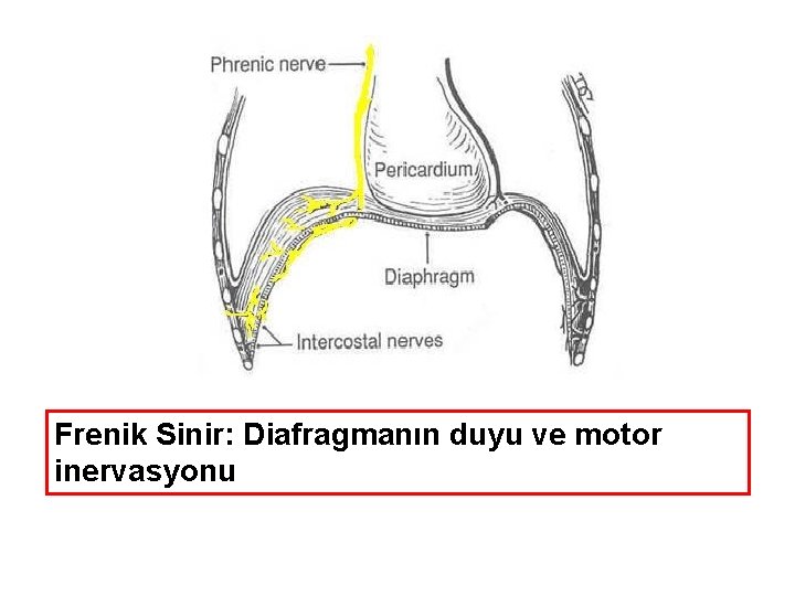 Frenik Sinir: Diafragmanın duyu ve motor inervasyonu 