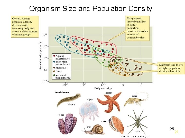 Organism Size and Population Density 25 25 