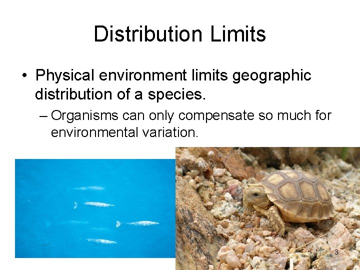 Distribution Limits • Physical environment limits geographic distribution of a species. – Organisms can
