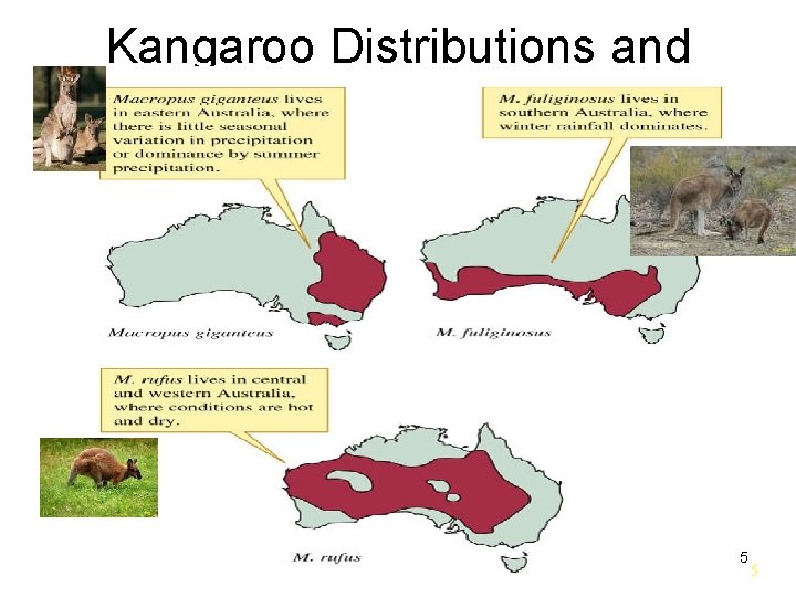 Kangaroo Distributions and Climate 5 5 