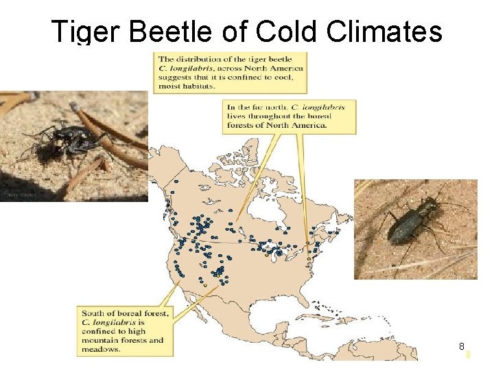 Tiger Beetle of Cold Climates 8 8 