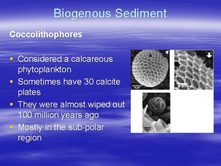 Biogenous Sediment Coccolithophores § Considered a calcareous phytoplankton § Sometimes have 30 calcite plates