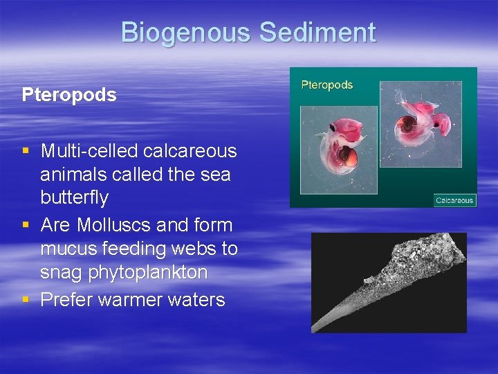 Biogenous Sediment Pteropods § Multi-celled calcareous animals called the sea butterfly § Are Molluscs
