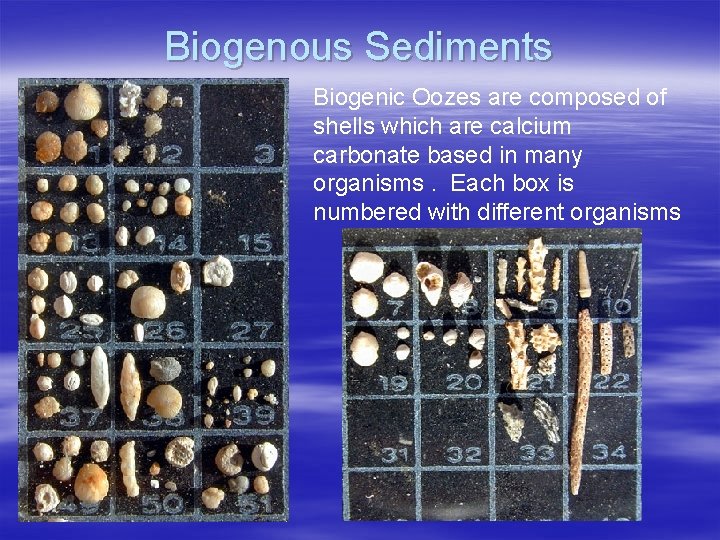 Biogenous Sediments Biogenic Oozes are composed of shells which are calcium carbonate based in
