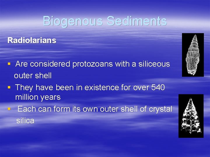 Biogenous Sediments Radiolarians § Are considered protozoans with a siliceous outer shell § They