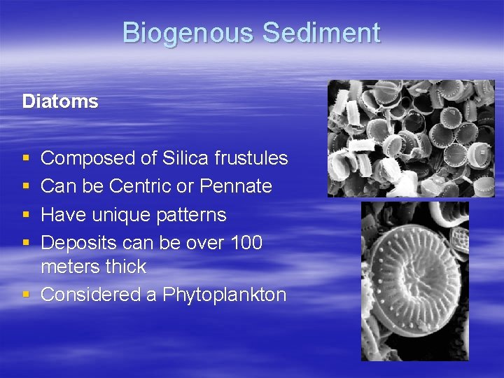 Biogenous Sediment Diatoms § § Composed of Silica frustules Can be Centric or Pennate