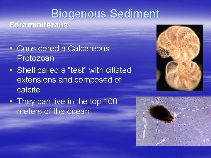 Biogenous Sediment Foraminiferans § Considered a Calcareous Protozoan § Shell called a “test” with
