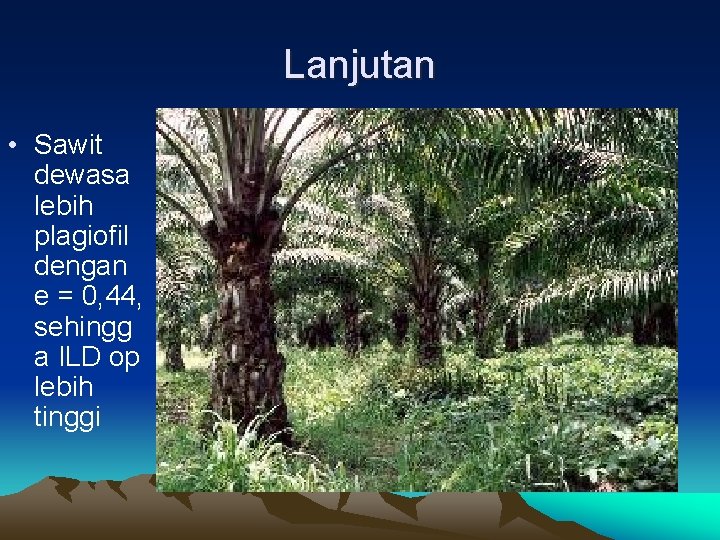 Lanjutan • Sawit dewasa lebih plagiofil dengan e = 0, 44, sehingg a ILD