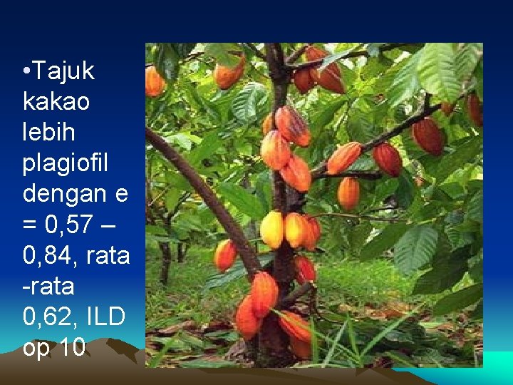  • Tajuk kakao lebih plagiofil dengan e = 0, 57 – 0, 84,