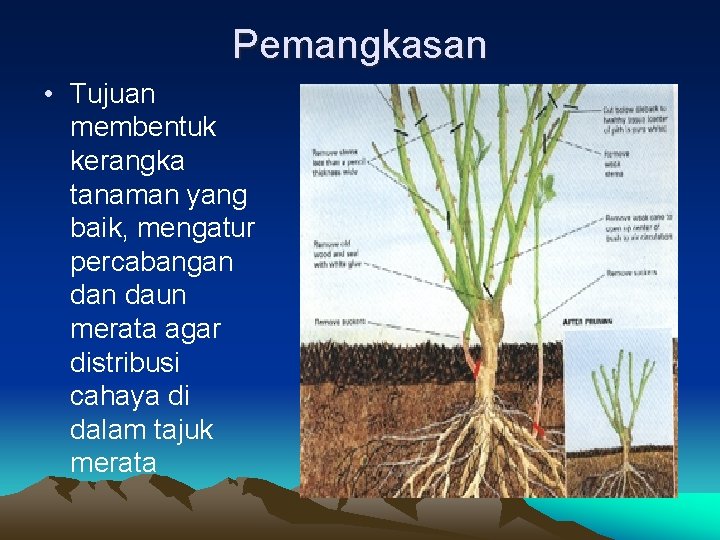 Pemangkasan • Tujuan membentuk kerangka tanaman yang baik, mengatur percabangan daun merata agar distribusi