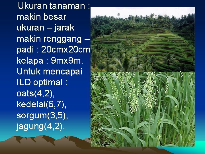 Ukuran tanaman : makin besar ukuran – jarak makin renggang – padi : 20