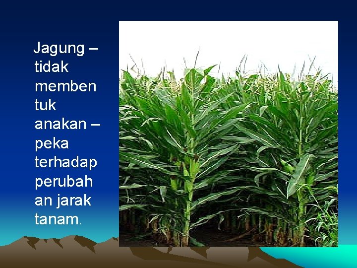 Jagung – tidak memben tuk anakan – peka terhadap perubah an jarak tanam. 