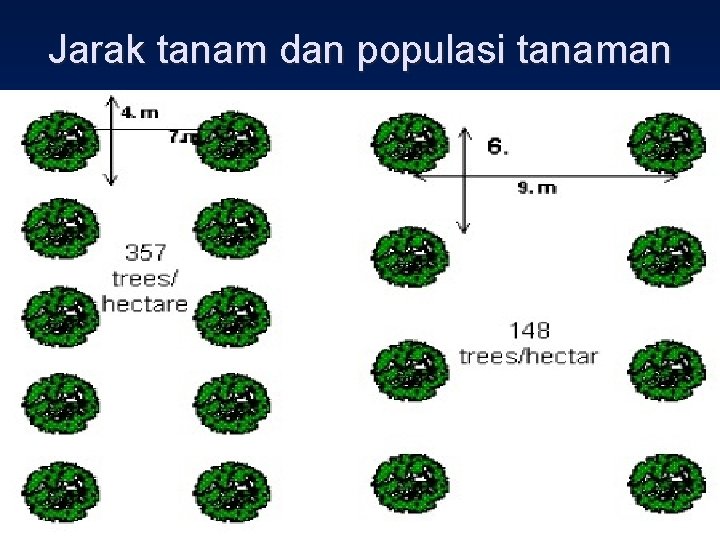 Jarak tanam dan populasi tanaman 