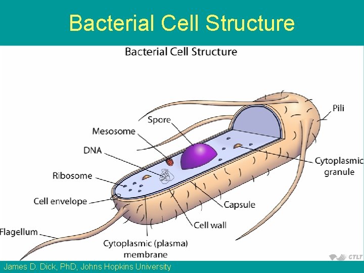 Bacterial Cell Structure James D. Dick, Ph. D, Johns Hopkins University 