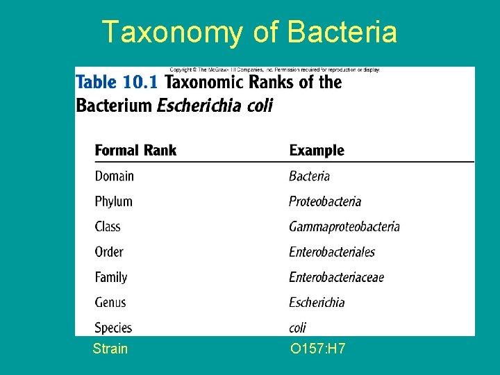 Taxonomy of Bacteria Strain O 157: H 7 